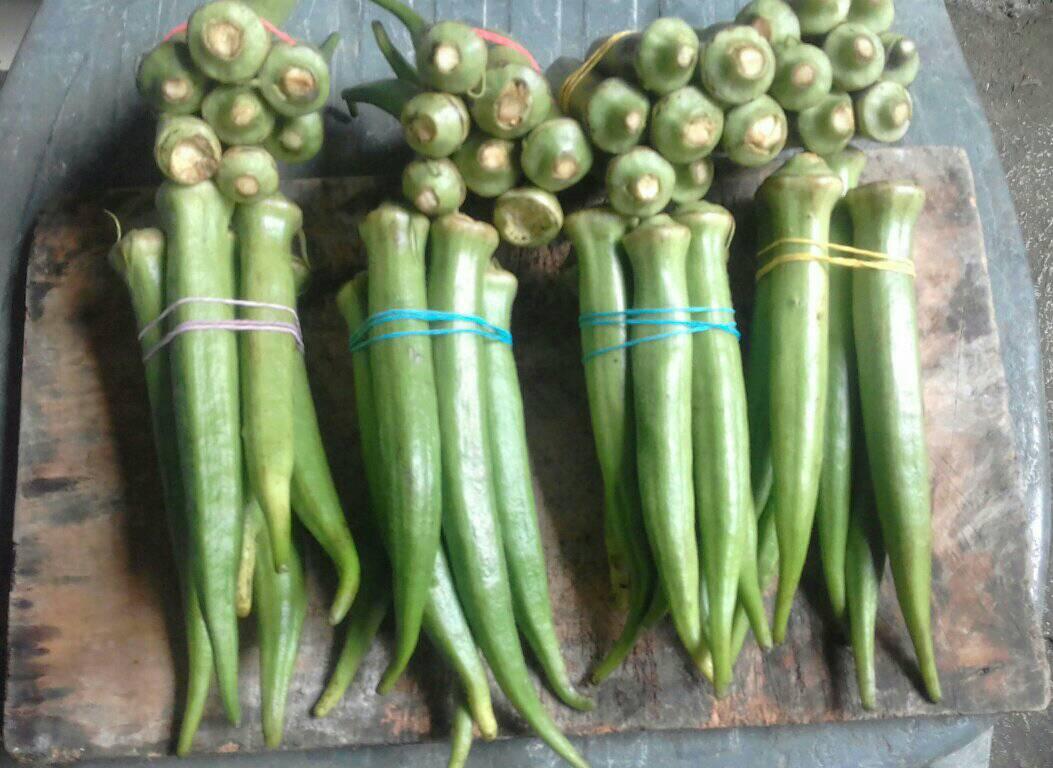 Okra