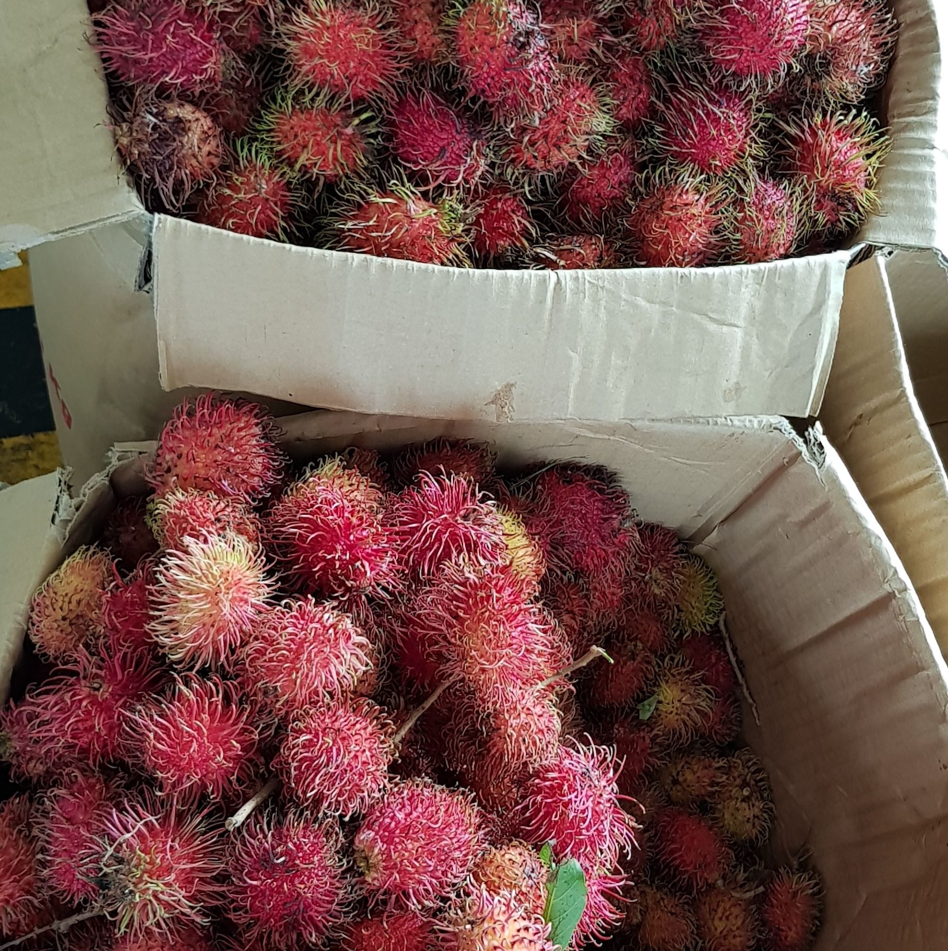 Rambutan